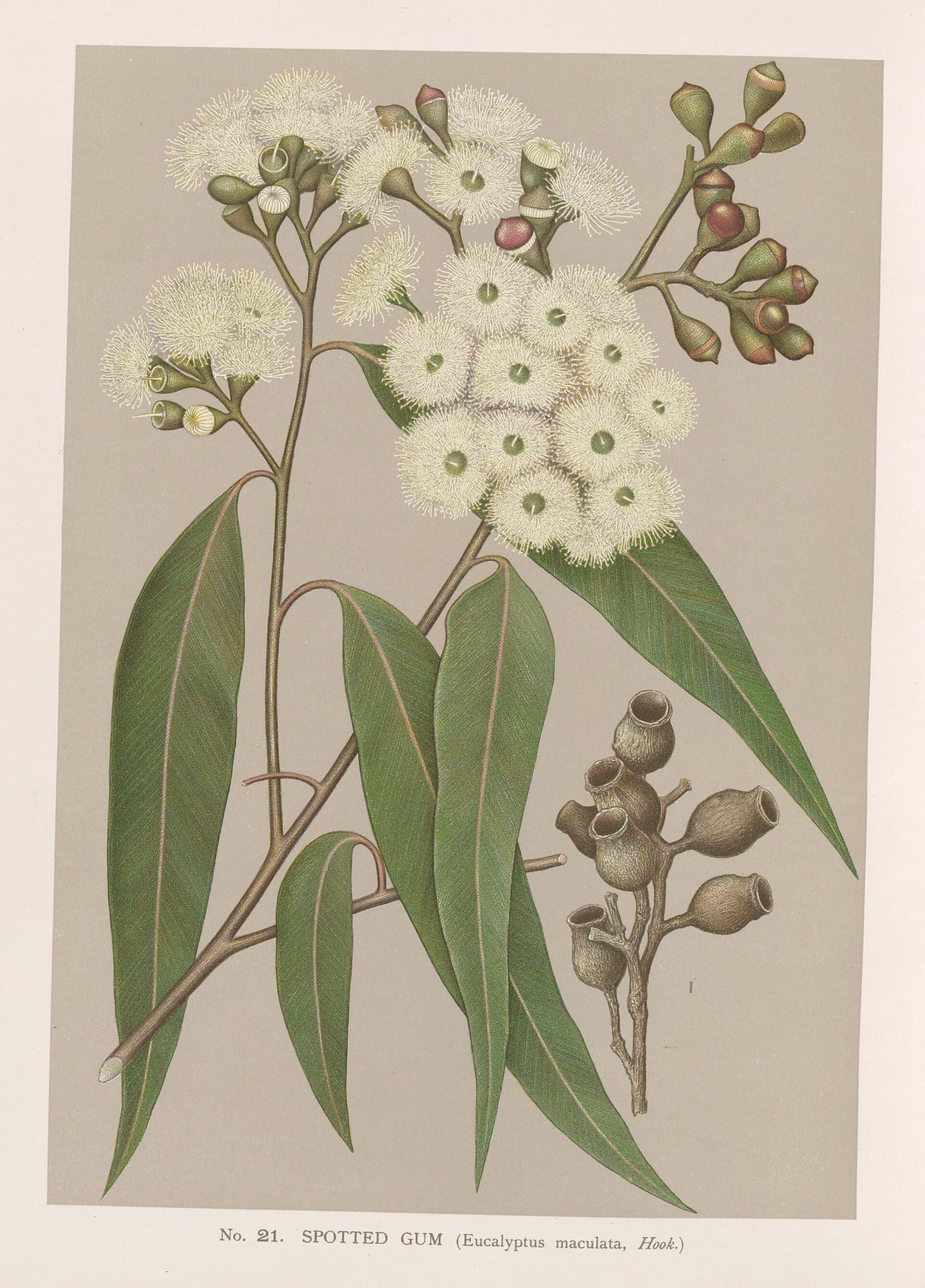 Historical botanical plate of Eucalyptus maculata, spotted gum, showing leaves, buds, fruit and bark.