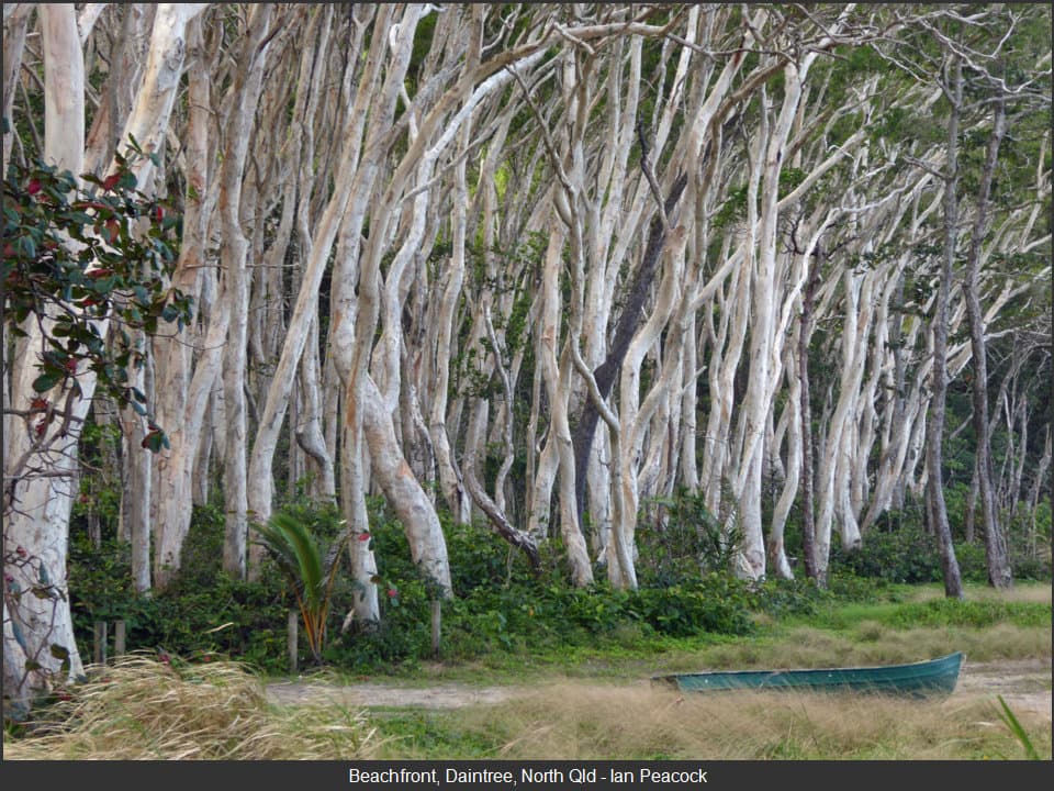 Beachfront at Daintree, North Queensland, salt air and onshore weather on the Australian seaboard.