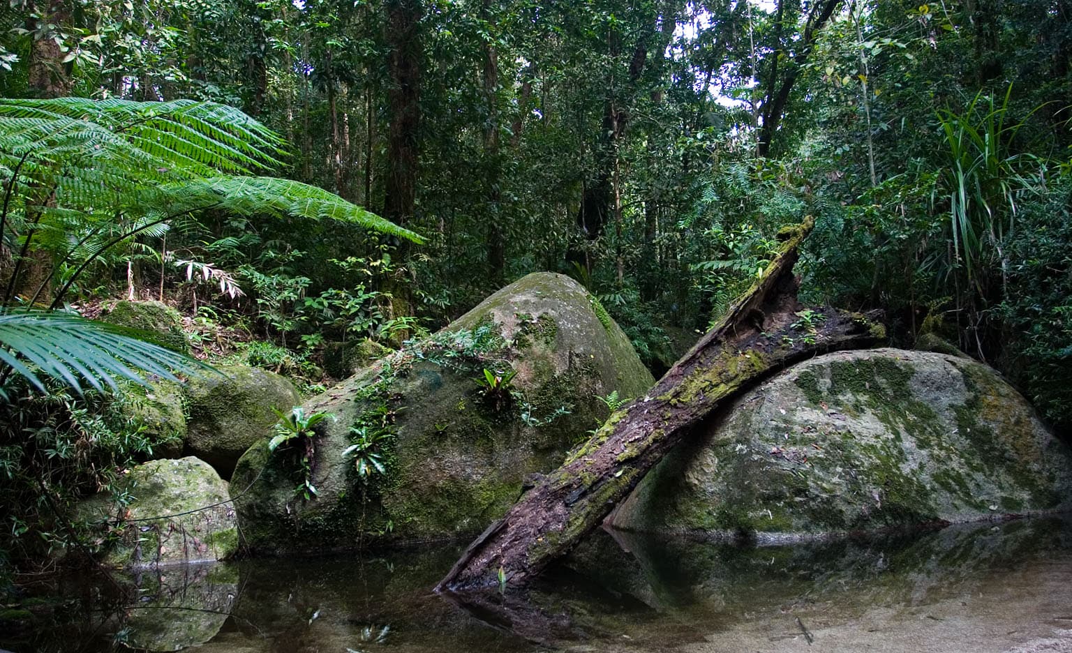 Daintree rainforest, the kind of warm, wet country where a deck must be built for inspection as well as for weather.